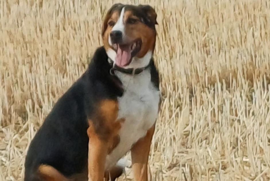 Fundmeldung Hund Unbekannt Val-de-Ruz Schweiz