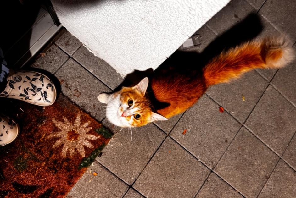Fundmeldung Katze Weiblich La Roche Schweiz