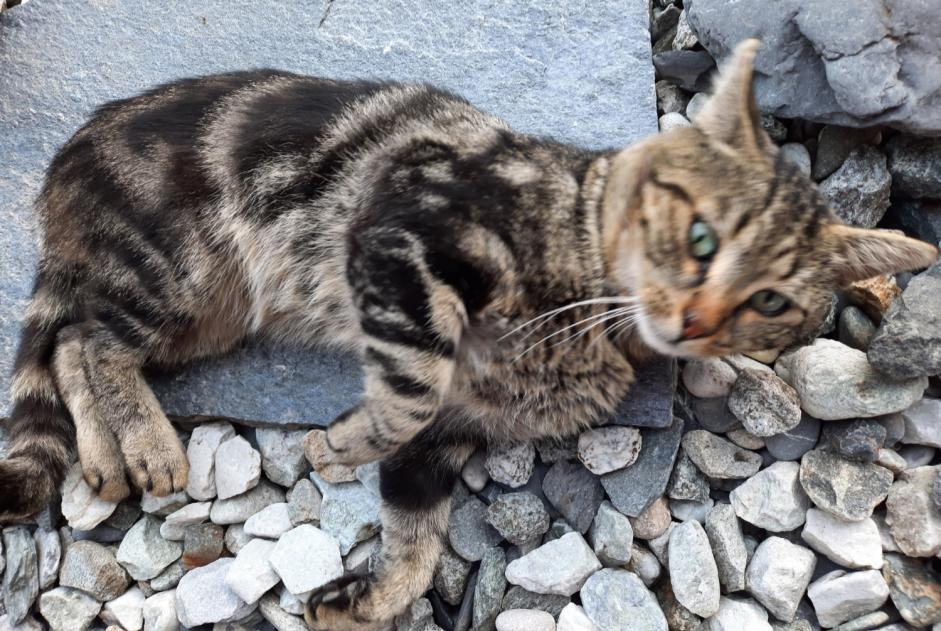 Fundmeldung Katze rassenmischung Männliche Ardon Schweiz