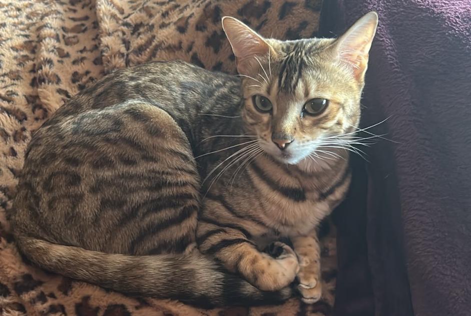 Vermisstmeldung Katze  Weiblich , 3 jahre Blonay - Saint-Légier Schweiz