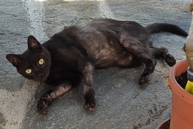 Vermisstmeldung Katze Weiblich , 4 jahre Lausanne Schweiz Vermisstmeldung Katze Weiblich , 4 jahre Lausanne Schweiz
