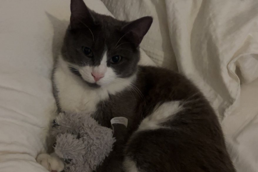Vermisstmeldung Katze Männliche , 1 jahre Corseaux Schweiz Vermisstmeldung Katze Männliche , 1 jahre Corseaux Schweiz