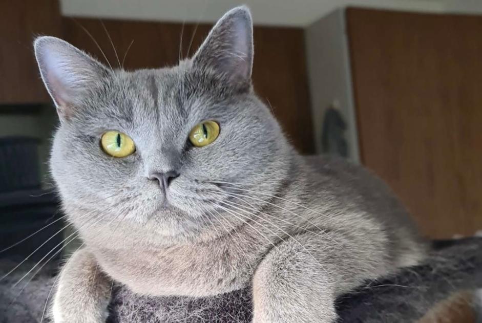 Vermisstmeldung Katze  Weiblich , 4 jahre Corsier-sur-Vevey Schweiz
