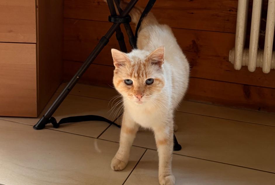 Discovery alert Cat Unknown Chamoson Switzerland