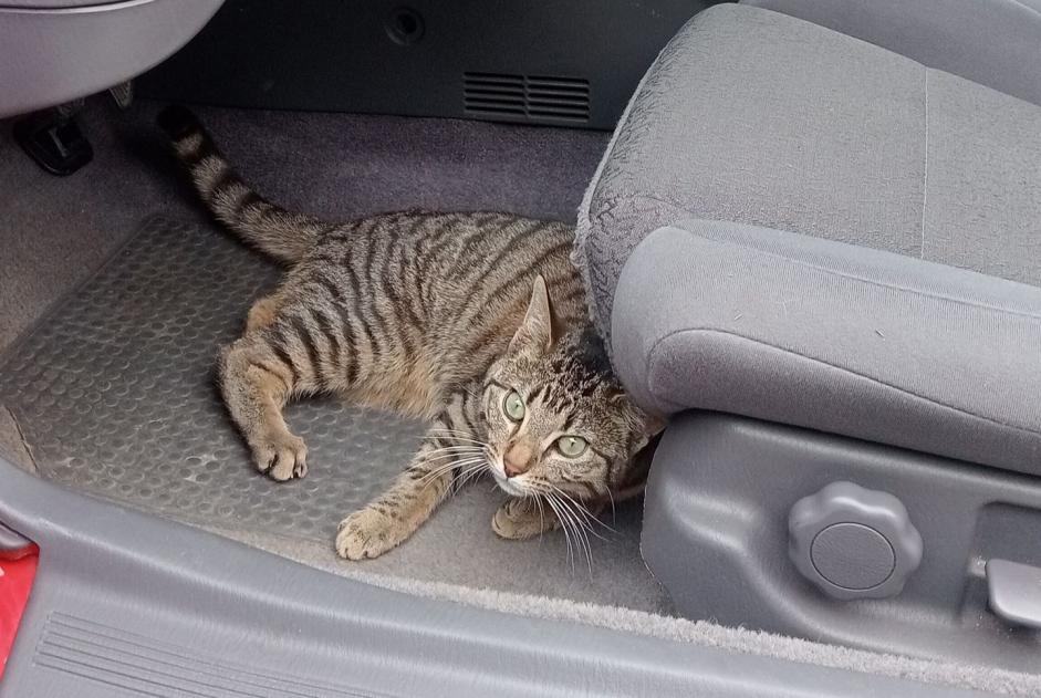 Disappearance alert Cat miscegenation Male , 3 years Le Châtelard-près-Romont Switzerland Disappearance alert Cat miscegenation Male , 3 years Le Châtelard-près-Romont Switzerland