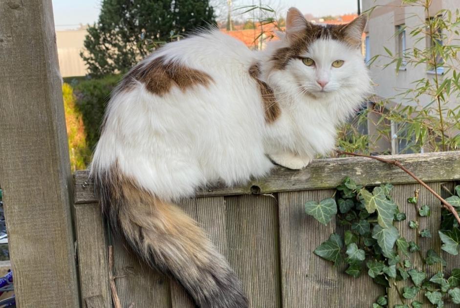 Disappearance alert Cat Female , 16 years Echallens Switzerland Disappearance alert Cat Female , 16 years Echallens Switzerland