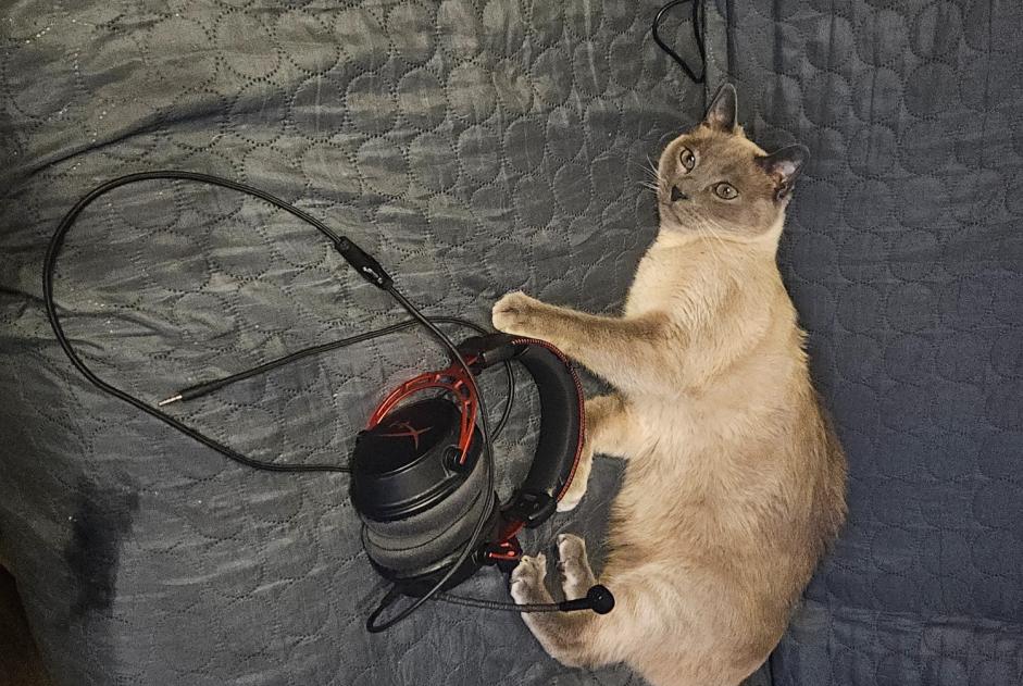 Alerta de Desaparición Gato cruce Macho , 6 años Bernex Suiza