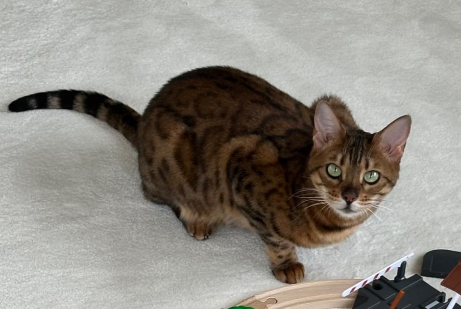Alerta de Desaparición Gato Hembra , 6 años Lancy Suiza Alerta de Desaparición Gato Hembra , 6 años Lancy Suiza