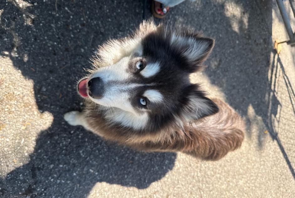 Alerta de Hallazgo Perro  Hembra Bellevue Suiza