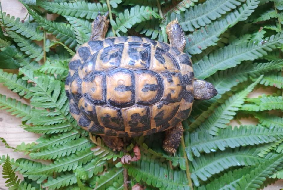 Alerta de Hallazgo Tortuga Desconocido Montreux Suiza