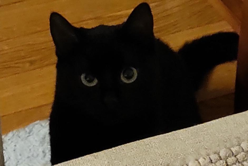 Alerte Disparition Chat croisement Femelle , 3 ans Genève Suisse Alerte Disparition Chat croisement Femelle , 3 ans Genève Suisse