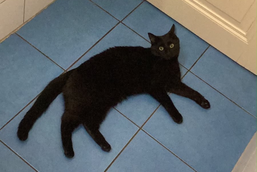 Alerte Disparition Chat Femelle , 1 ans Delémont Suisse