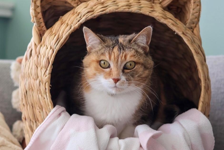 Alerte Disparition Chat Femelle , 17 ans Cortaillod Suisse