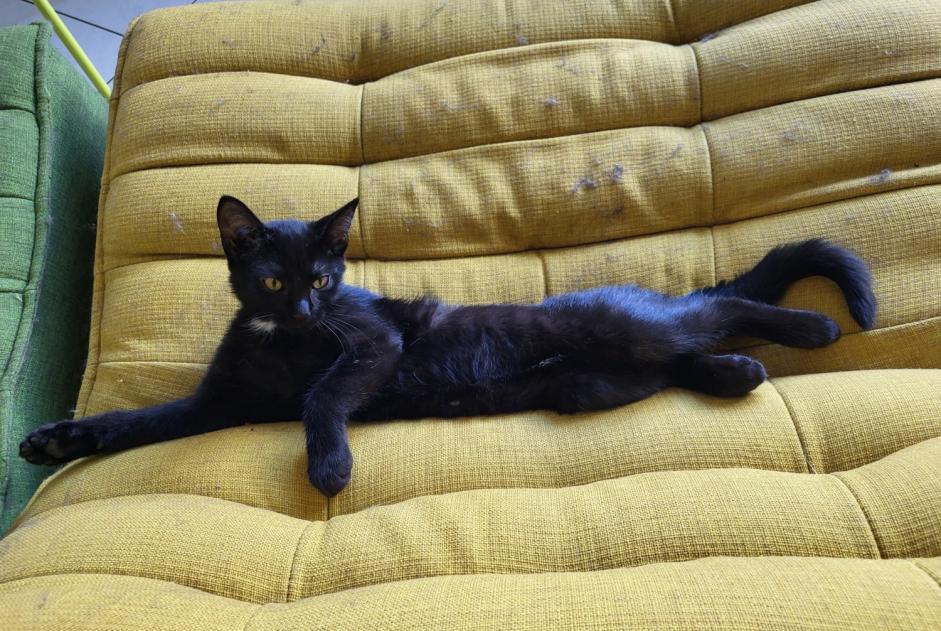 Alerte Disparition Chat Femelle , 0 ans Flanthey Suisse
