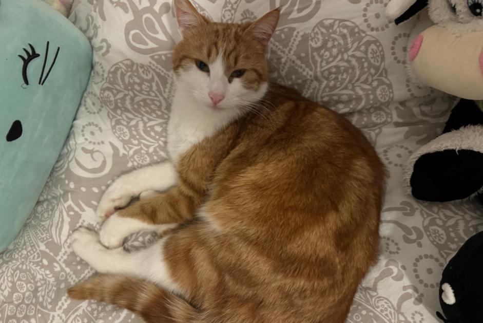 Alerte Disparition Chat Mâle , 4 ans Hautemorges Suisse