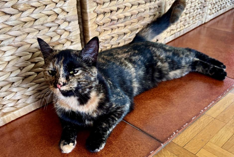 Alerte Disparition Chat Femelle , 2 ans La Tour-de-Peilz Suisse Alerte Disparition Chat Femelle , 2 ans La Tour-de-Peilz Suisse