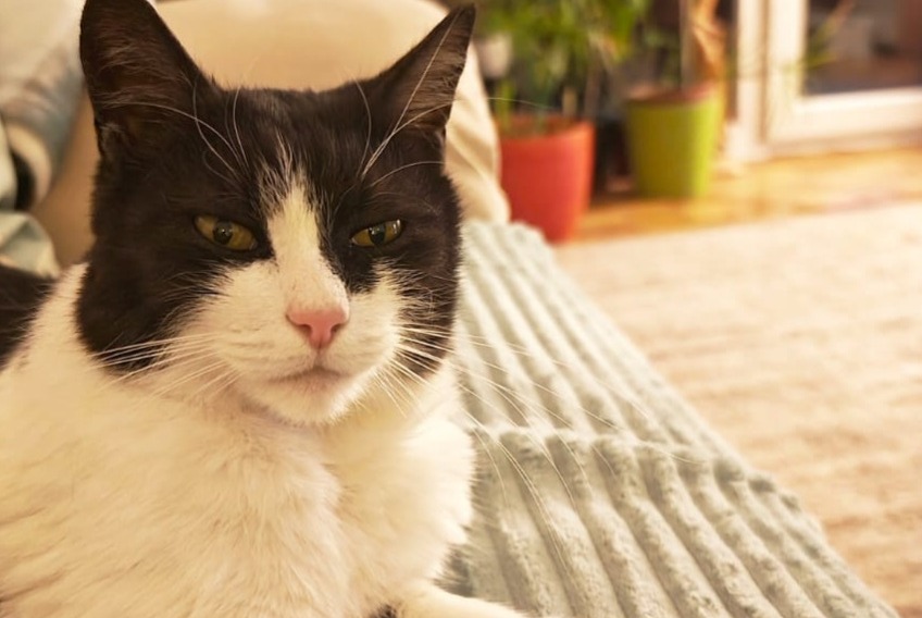 Alerte Disparition Chat croisement Mâle , 10 ans Prilly Suisse Alerte Disparition Chat croisement Mâle , 10 ans Prilly Suisse