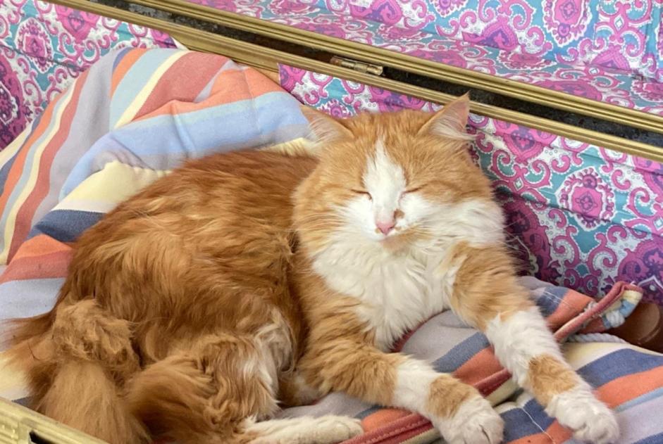 Alerte Disparition Chat  Femelle , 8 ans Cossonay Suisse