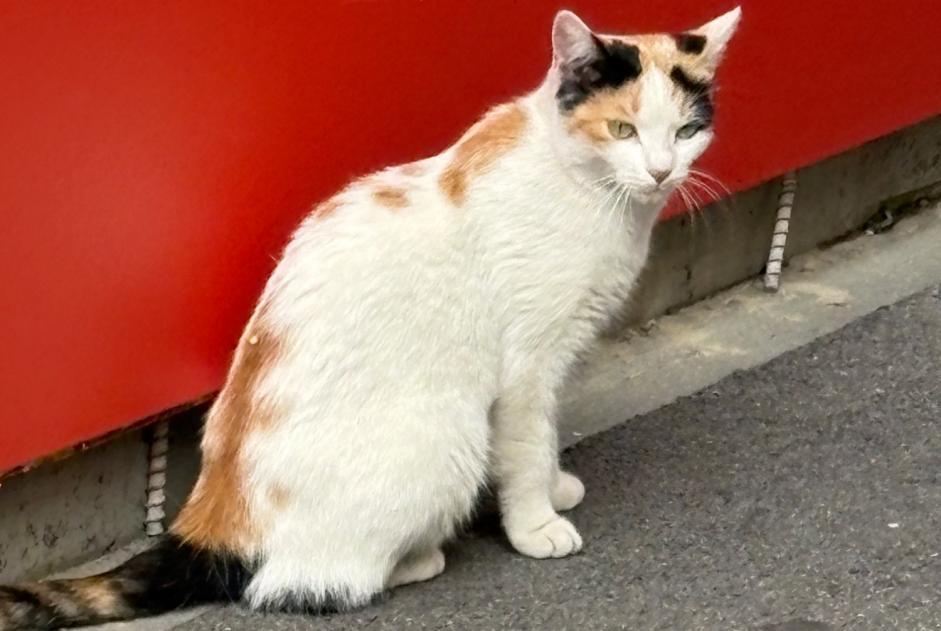 Alerte Découverte Chat Femelle Lausanne Suisse Alerte Découverte Chat Femelle Lausanne Suisse