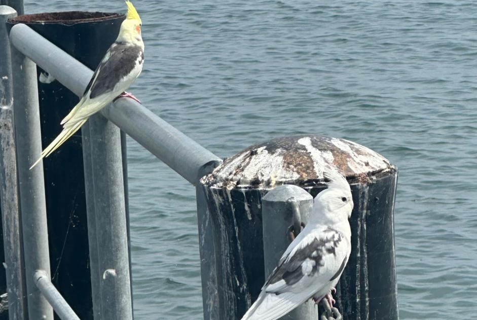 Alerte Découverte Oiseau Inconnu Saint-Sulpice Suisse Alerte Découverte Oiseau Inconnu Saint-Sulpice Suisse