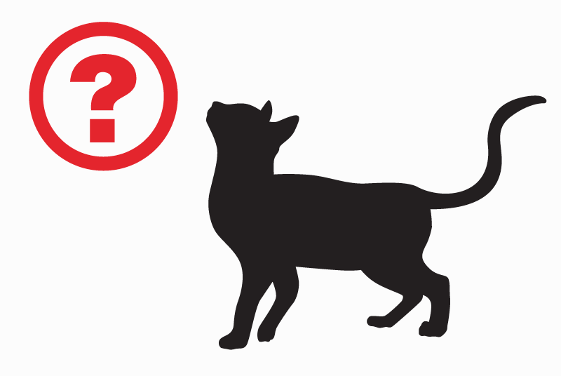 Alerte Découverte Chat Inconnu Château-d’Œx Suisse