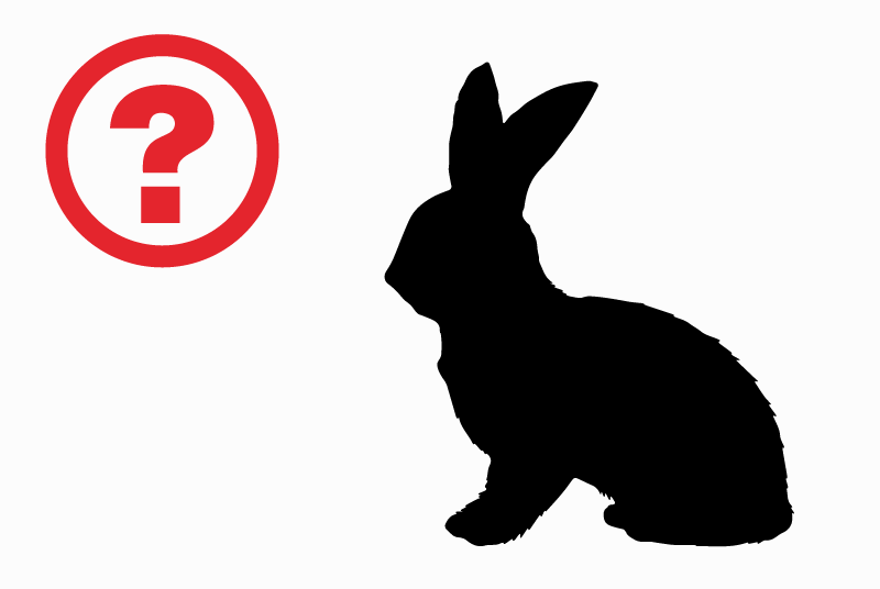 Alerte Découverte Lapin Inconnu 1763 GRanges-Paccot Suisse