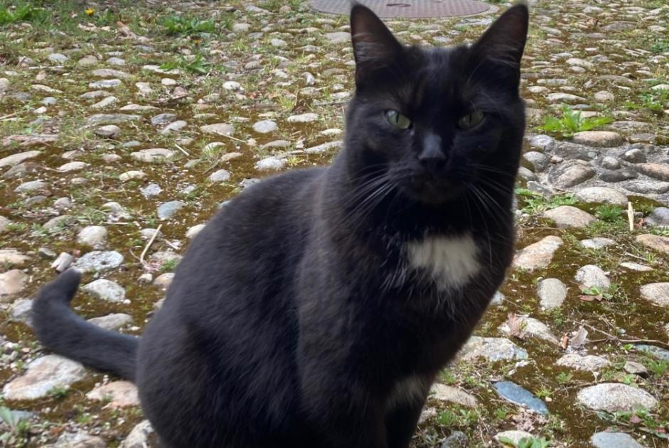 Avviso scomparsa Gatto Femmina , 11 anni La Rippe Svizzera