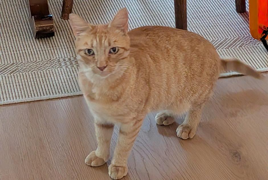 Avviso Ritrovamento Gatto Non conosciuta Lutry Svizzera