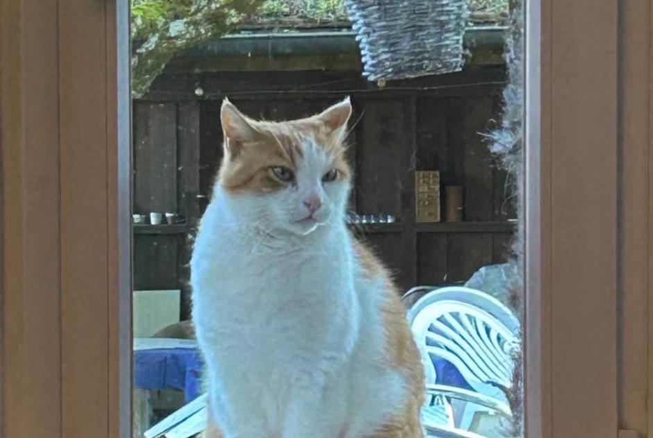 Alerta desaparecimento Gato cruzamento Macho , 14 anos Tolochenaz Switzerland Alerta desaparecimento Gato cruzamento Macho , 14 anos Tolochenaz Switzerland