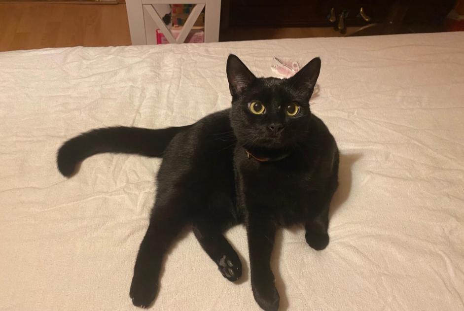 Alerta desaparecimento Gato Fêmea , 2 anos Aigle Switzerland Alerta desaparecimento Gato Fêmea , 2 anos Aigle Switzerland