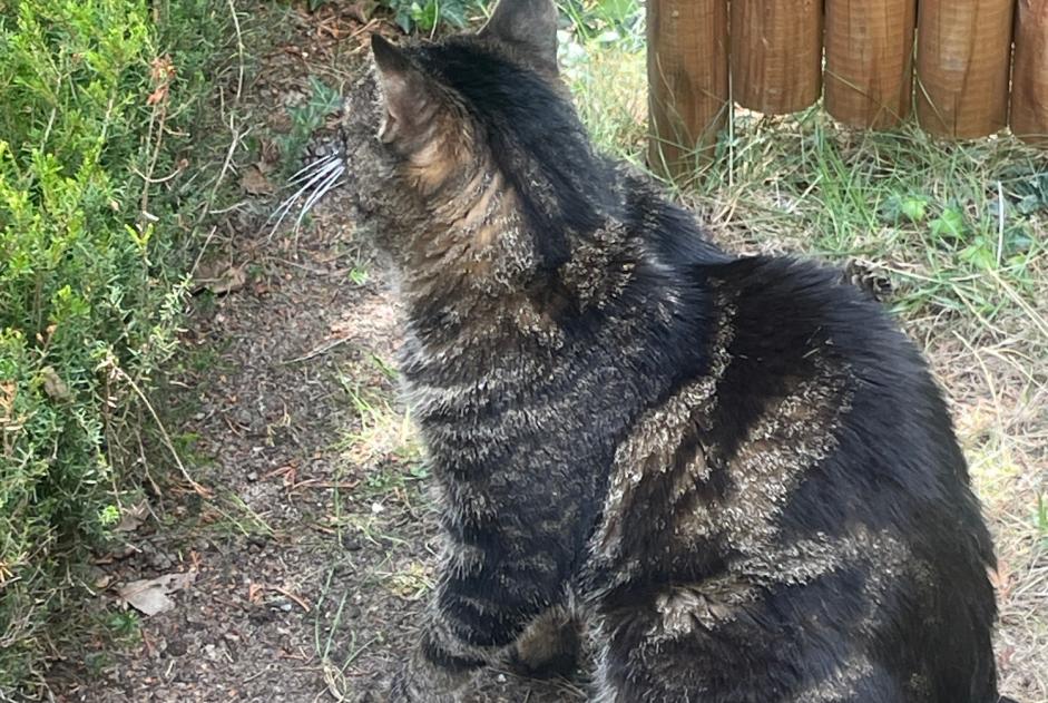 Alerta descoberta Gato  Macho Noble-Contrée Switzerland