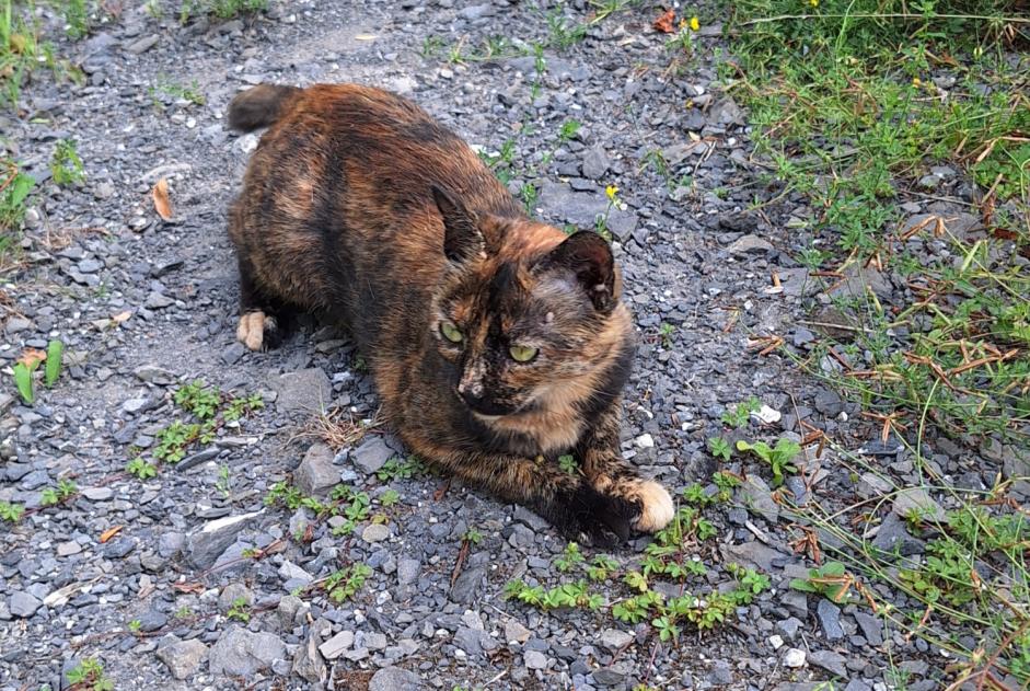 Alerta descoberta Gato cruzamento Desconhecido Massongex Switzerland