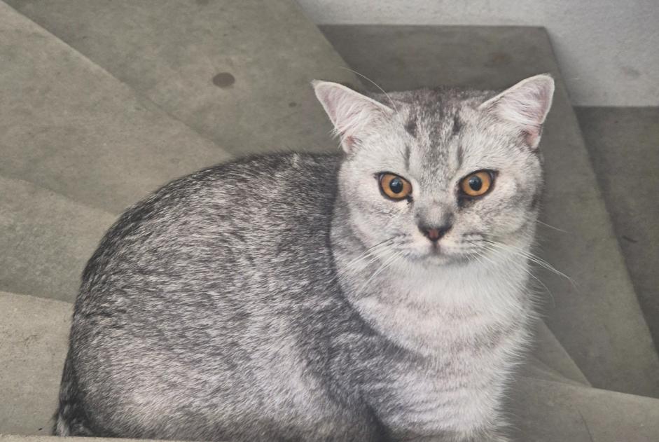 Alerta descoberta Gato Desconhecido Roche Switzerland Alerta descoberta Gato Desconhecido Roche Switzerland